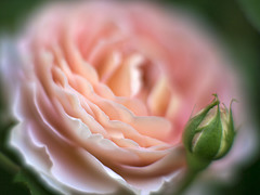 バ～ラが咲いたバ～ラが咲いた。