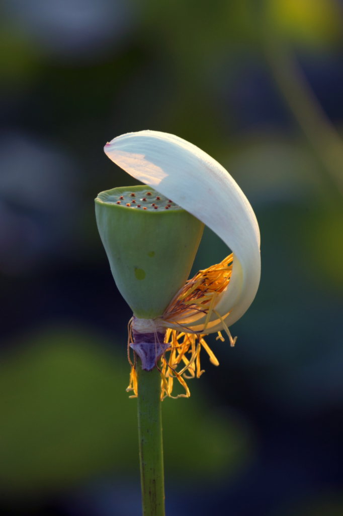 これも花はす