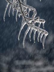 樹氷