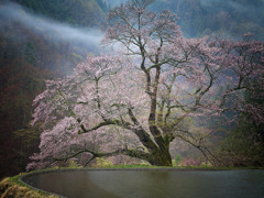 駒つなぎの桜