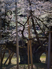 薄墨桜の迫力