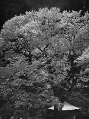 根尾谷薄墨桜