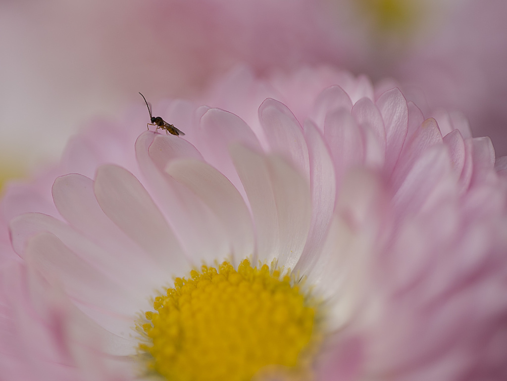 花と蜂？