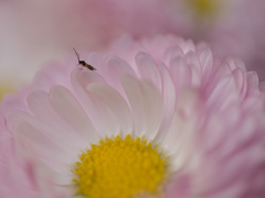花と蜂？