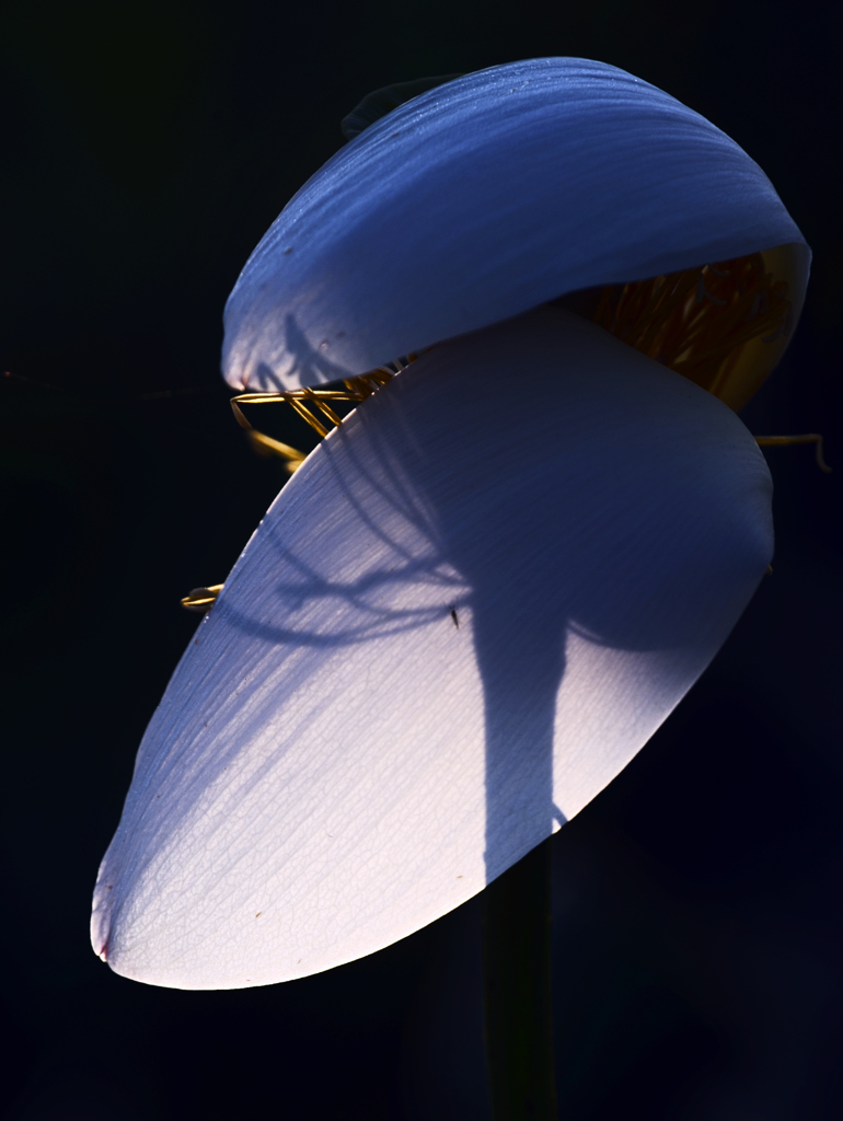 これも花はす