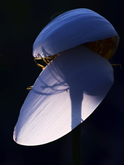 これも花はす