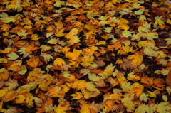 足元の紅葉