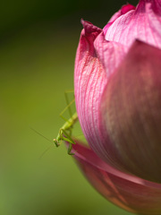 花蓮とカマキリ