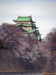 満開の名古屋城