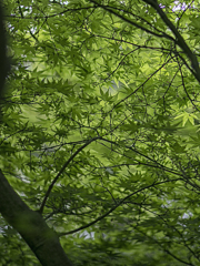 新緑のもみじ
