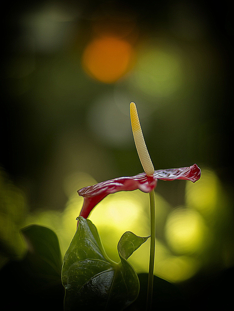 EF85ｍｍF1.2のボケ具合