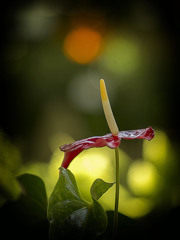EF85ｍｍF1.2のボケ具合