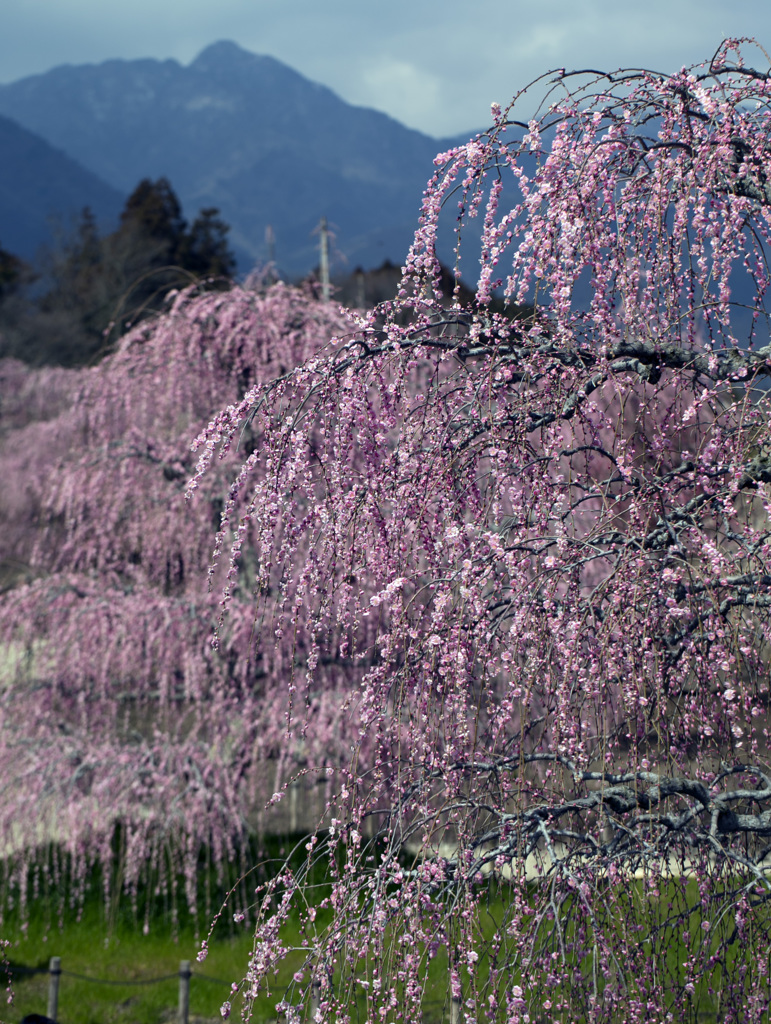 鈴鹿の森庭園