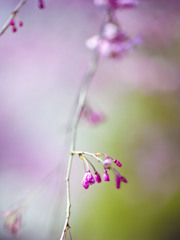 しだれ桜