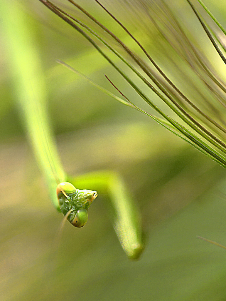 まだ可愛いカマキリ君
