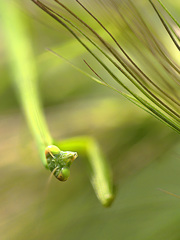 まだ可愛いカマキリ君