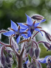 何の花？