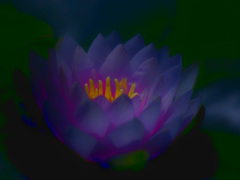 睡蓮の花