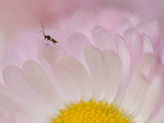 小っちゃい蜂？