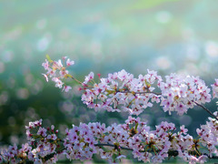 SAKURA