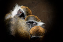 ウインク