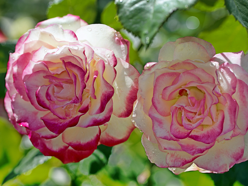 Rose2