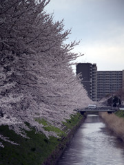 堀川沿いの桜