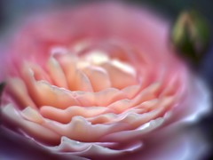 バラの香り