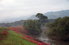 津屋川の彼岸花
