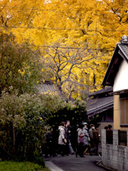 イチョウ黄葉まつり風景