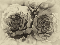Rose1