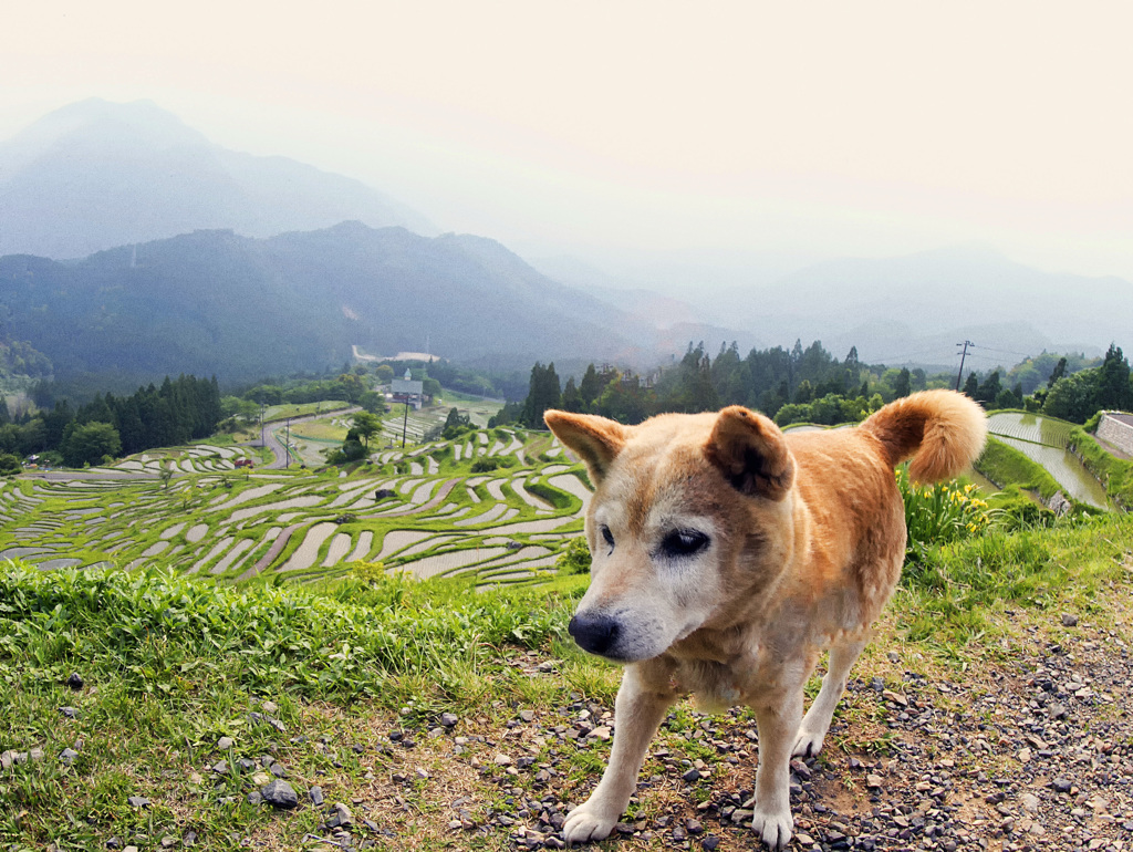 老犬と棚田
