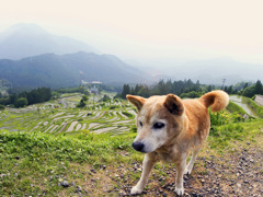 老犬と棚田