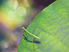 カマキリ君水辺を覗く