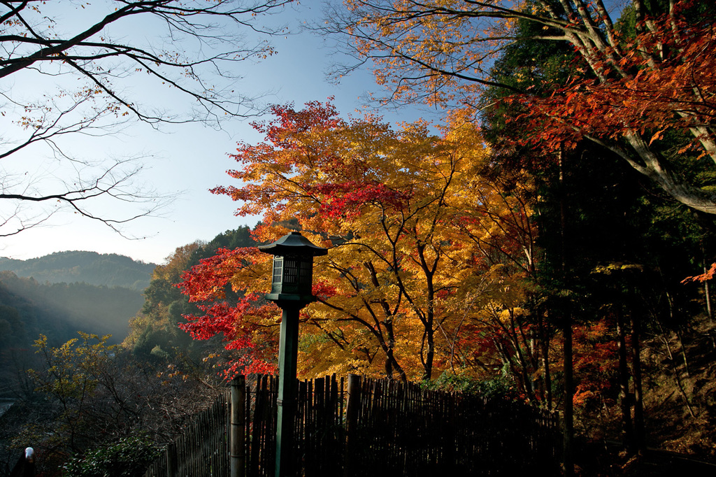 輝く紅葉
