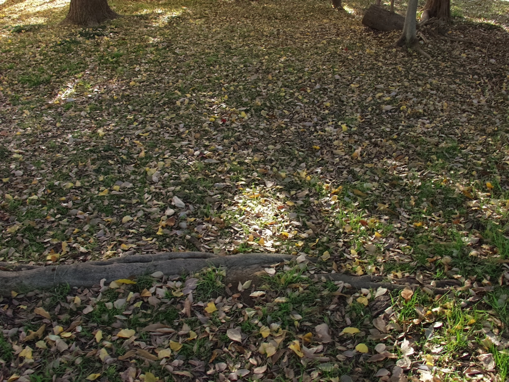 11月ももう少し1