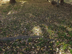 11月ももう少し1