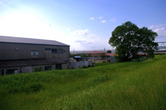 土手から