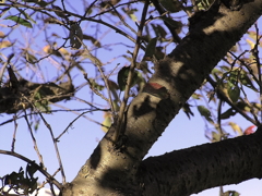 木の質感