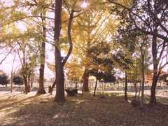 11月ももう少し2