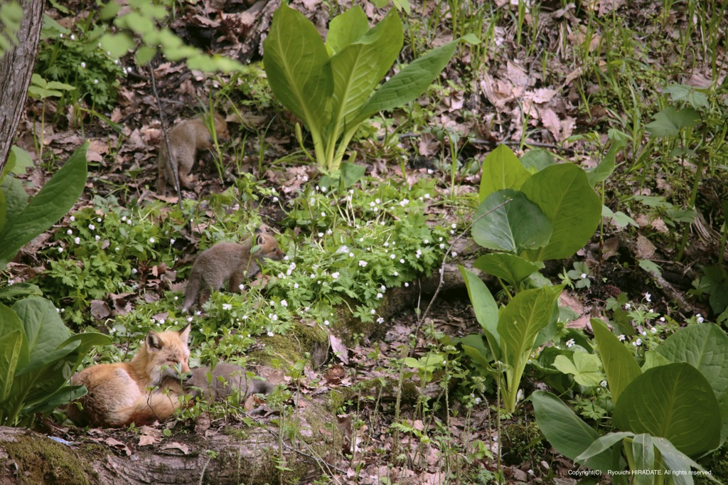 家族憩いの時間