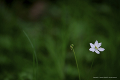 ひっそりと咲く花