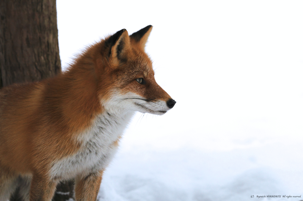 North fox