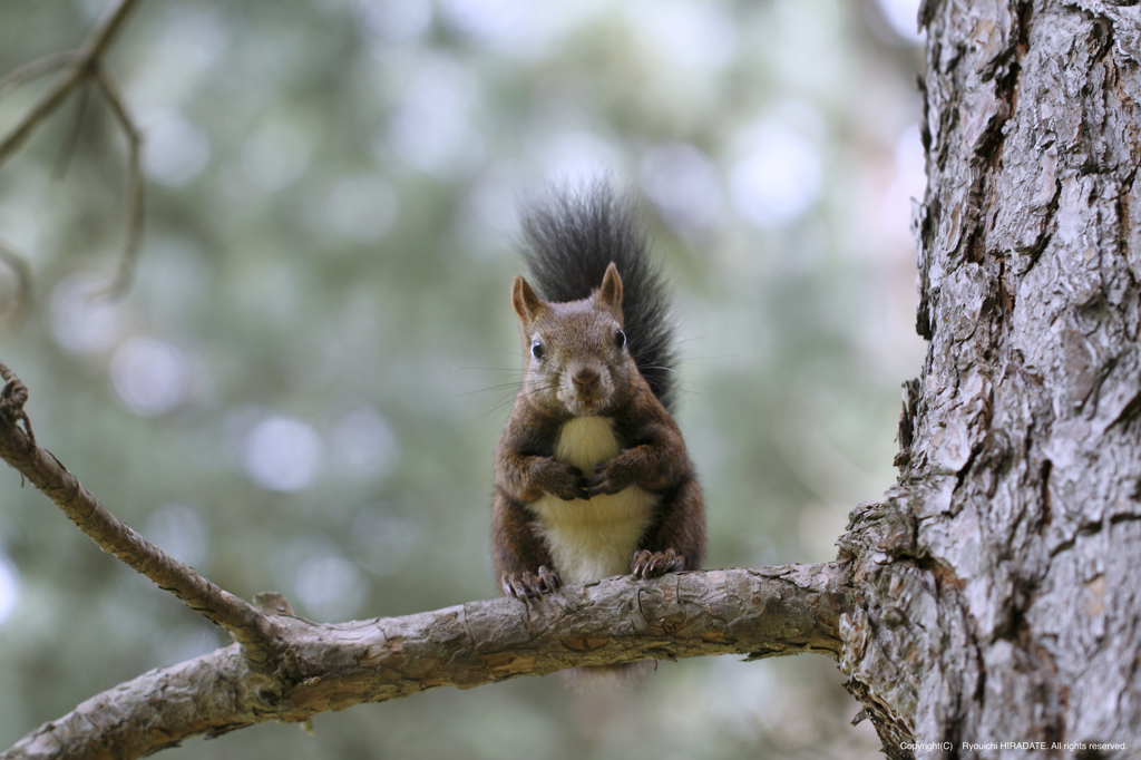 これが真顔です