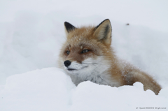 雪のベットで