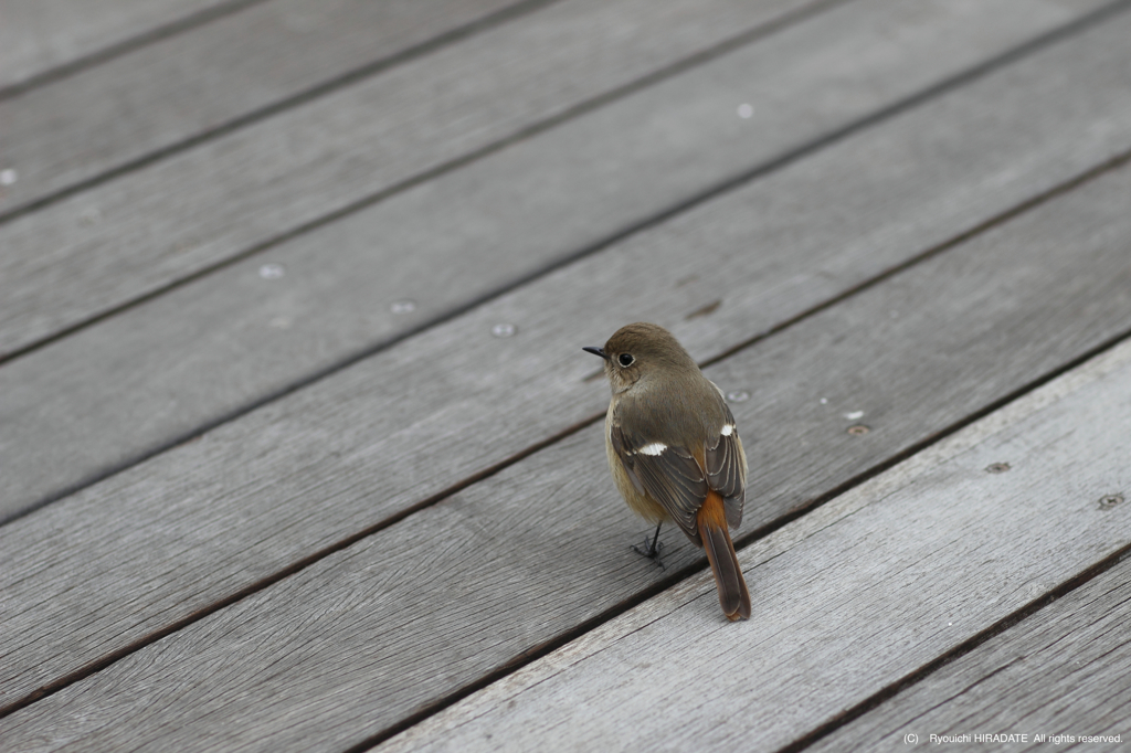 伊丹空港で見かけた小鳥