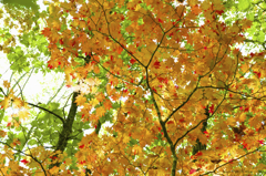 紅葉3原色