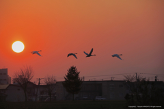 夕日の中の白鳥２