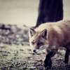 キタキツネ