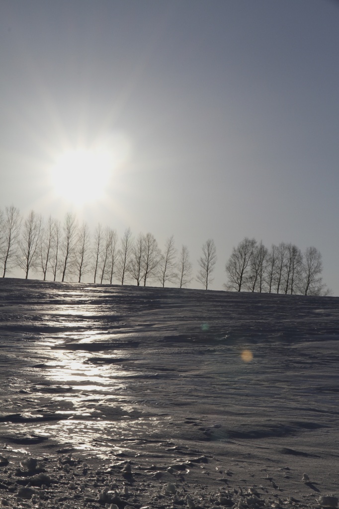 輝く雪原